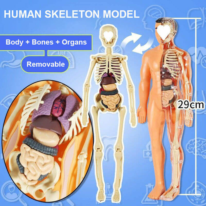 Human Skeleton Toy Model for Kids Educational Play - AIGC-DTG