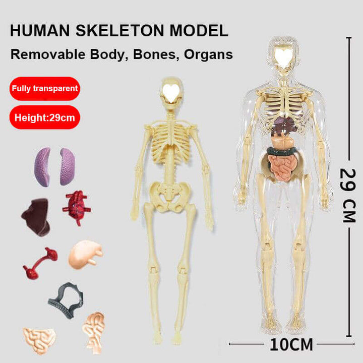 Human Skeleton Toy Model for Kids Educational Play - AIGC-DTG
